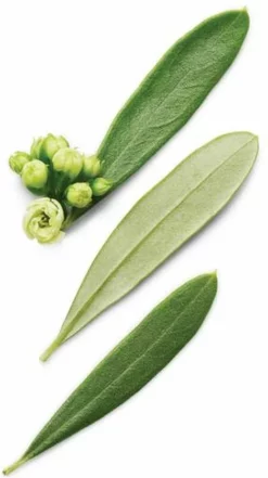 Uitgang ✨ Giorgio Armani Armani Code 30 Ml - Eau De Toilette - Herenparfum 🛒 -Beauty Winkel 470x840 2