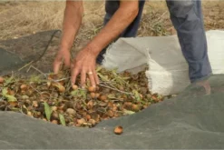 Begroting 🔥 Weleda Amandel Verzachtende Gezichtscrème 😉 -Beauty Winkel 550x367 1