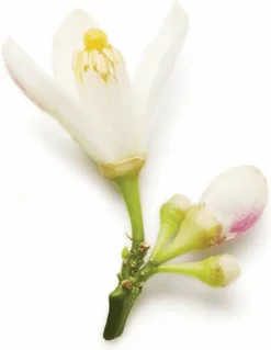 Groothandel 𧨠Giorgio Armani Code 75 Ml - Eau De Parfum - Damesparfum β 25 Groothandel 𧨠Giorgio Armani Code 75 Ml - Eau De Parfum - Damesparfum β -Beauty Winkel 550x711 2