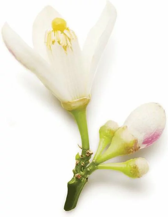 Groothandel 𧨠Giorgio Armani Code 75 Ml - Eau De Parfum - Damesparfum β 11 Groothandel 𧨠Giorgio Armani Code 75 Ml - Eau De Parfum - Damesparfum β - Afbeelding 9