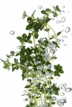 Korting 🧨 Garnier Bio Konjac Reinigingsspons - Exfoliërend ⭐ -Beauty Winkel 550x819 7